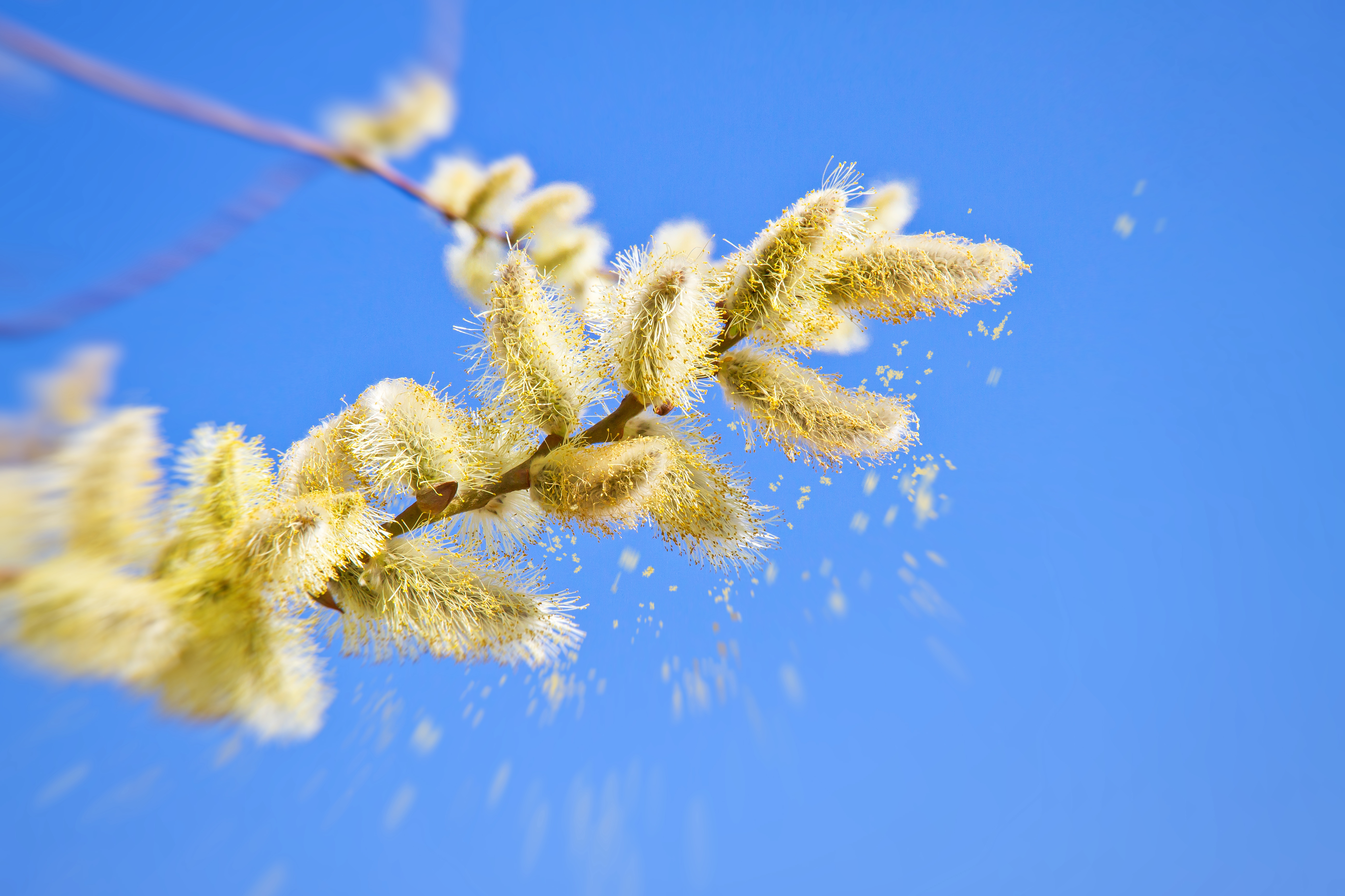 Pollen Levels Reach Record Highs Across U.S. | PeopleHype