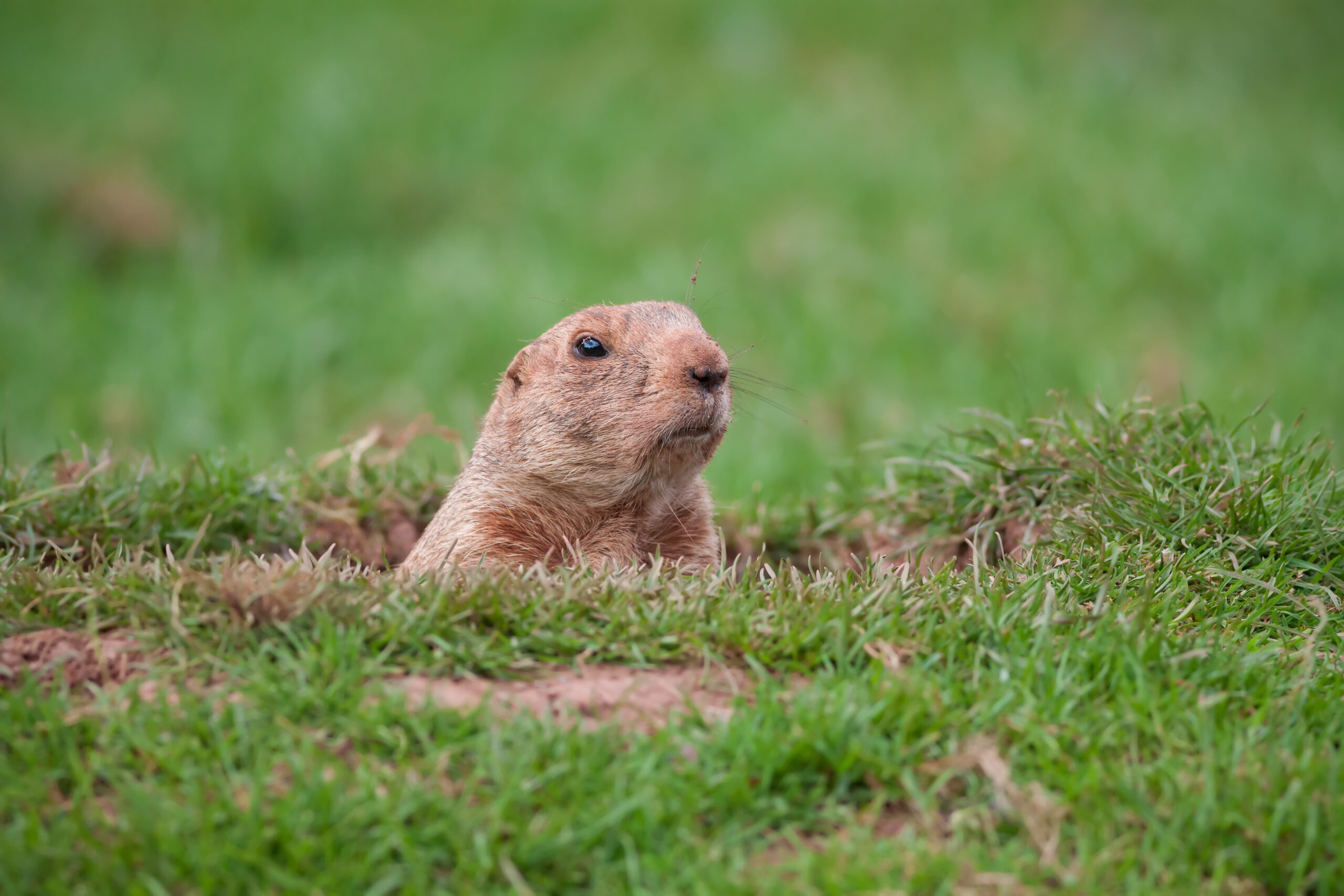 Groundhog Day 2023 What Did Punxsutawney Phil Say? PeopleHype